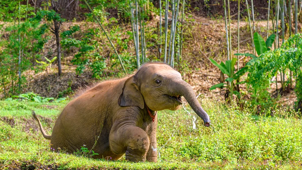 Reserva de elefantes ética en Tailandia