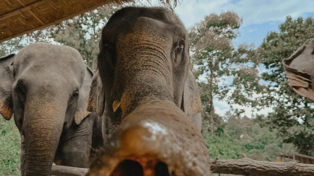 Santuario de elefantes en Tailandia