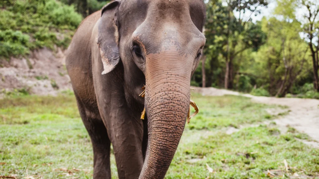 Reserva de elefantes en Tailandia