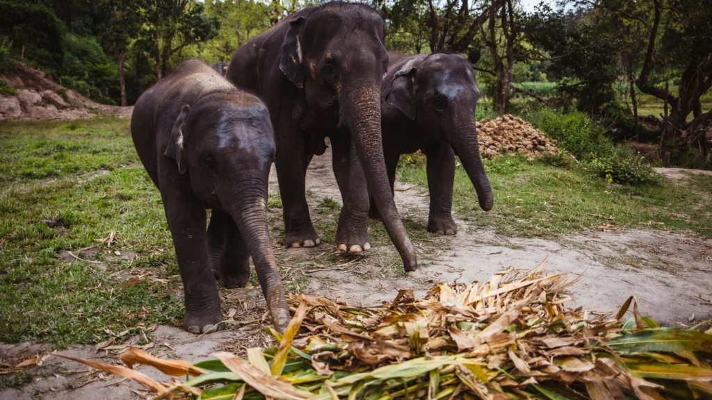 Santuario de elefantes éticos en Tailandia