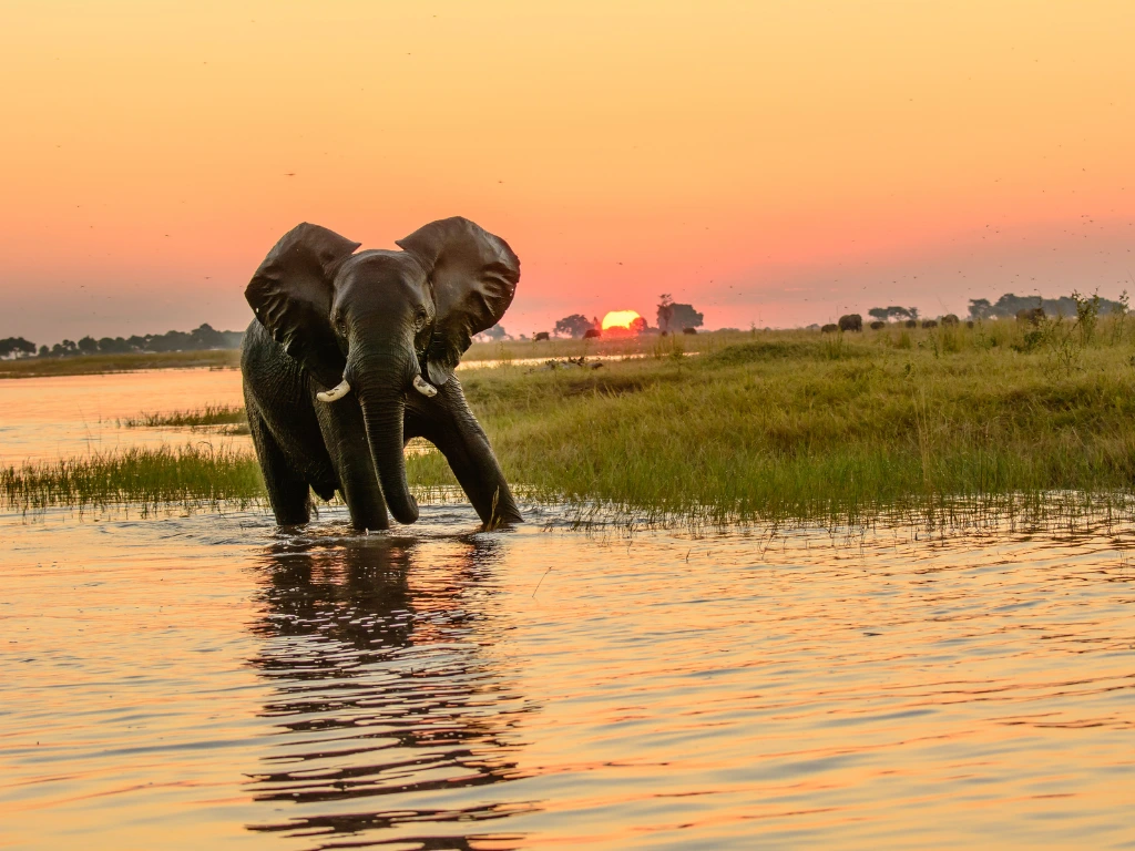 Viaje organizado a Botswana