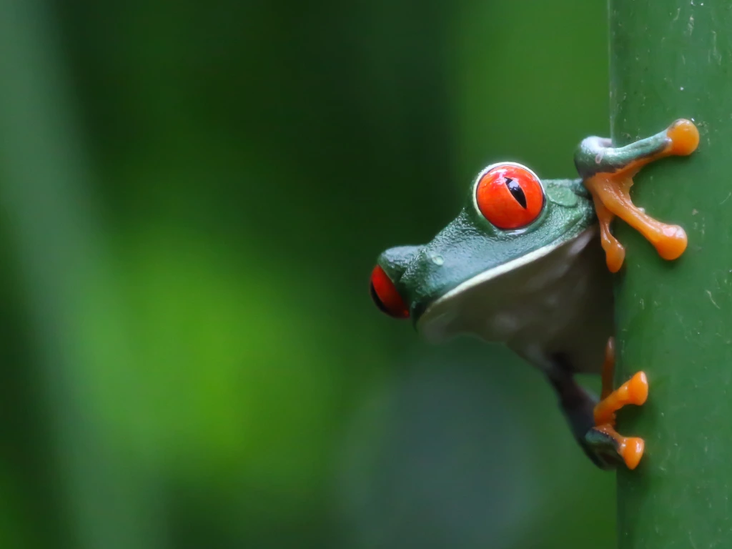 Viaje organizado a Costa Rica