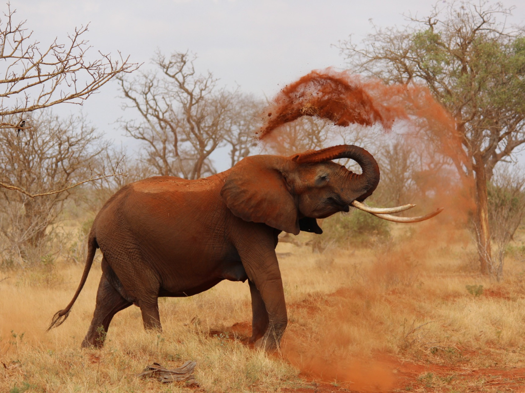 Viaje organizado a Kenia