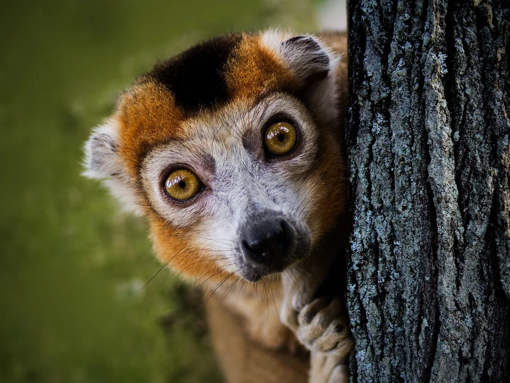 Viaje organizado a Madagascar