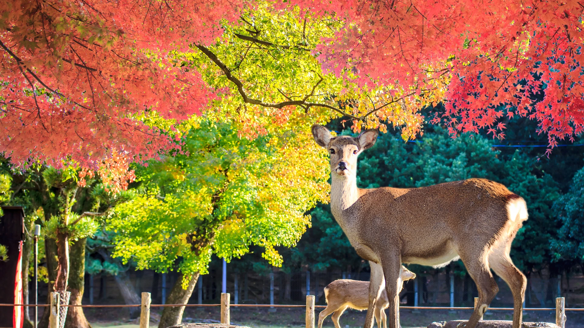 Visitar Nara