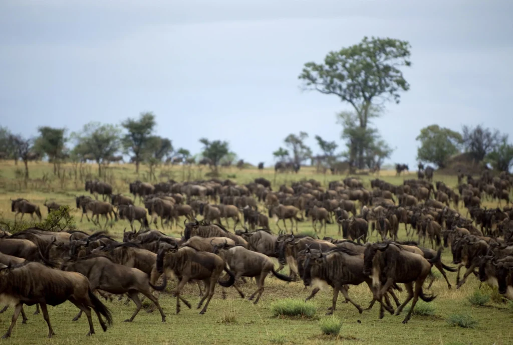 Qué ver en Tanzania