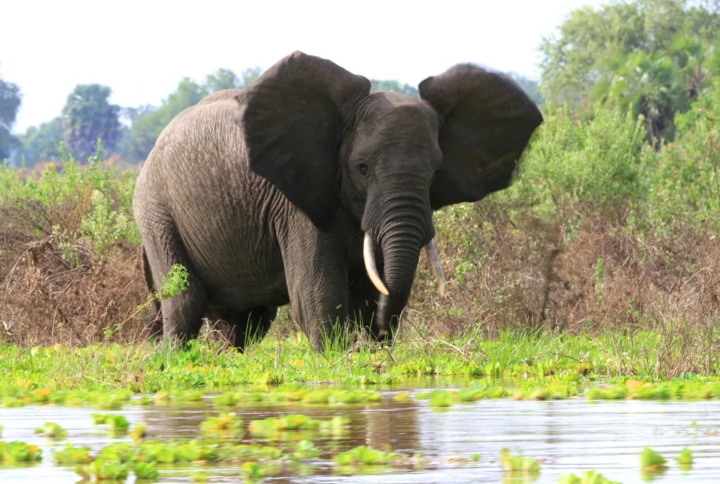 Qué ver en Tanzania