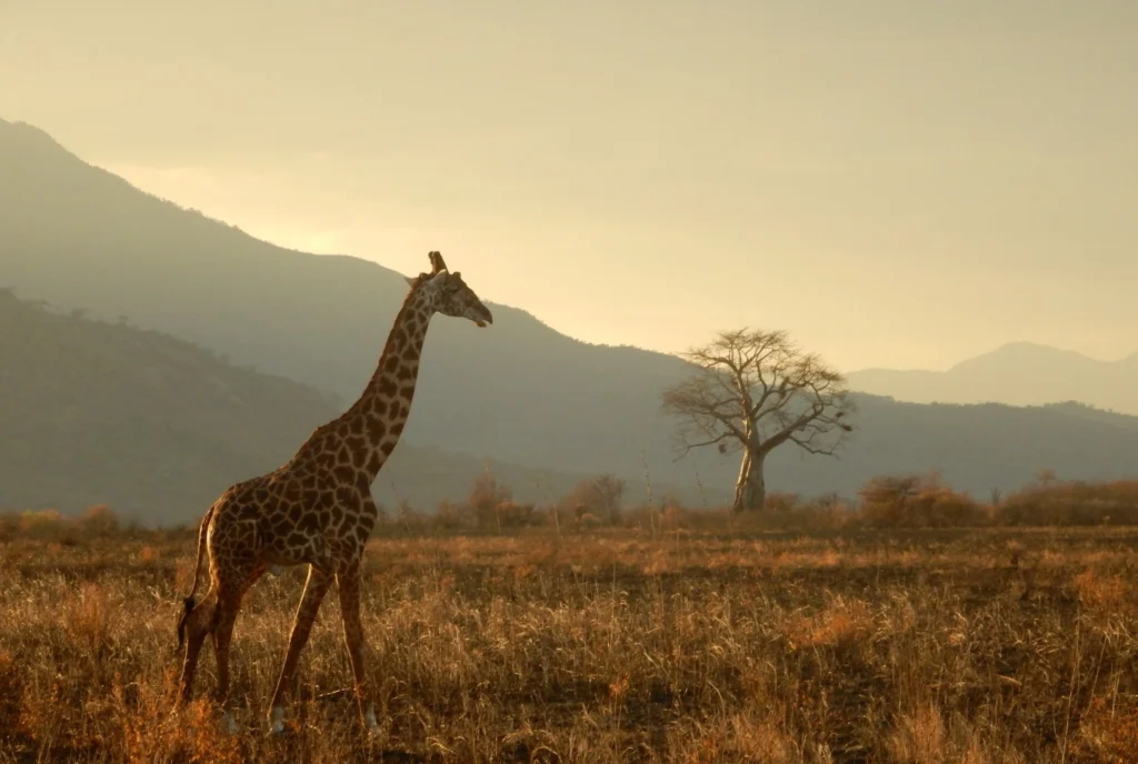 Qué ver en Tanzania