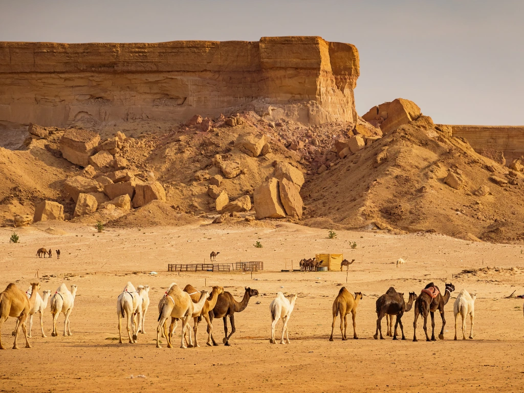 Viaje organizado a Arabia Saudí